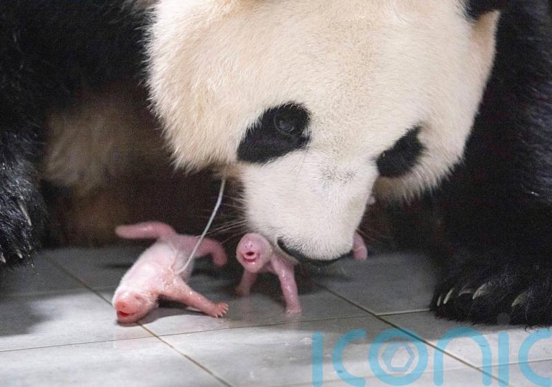 Giant panda gives birth to twins at South Korean theme park