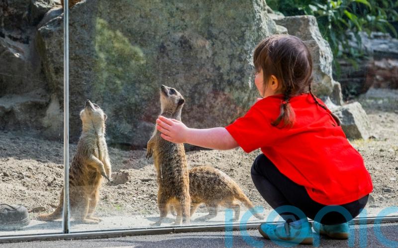 Meerkat enclosure to be built at children’s hospital