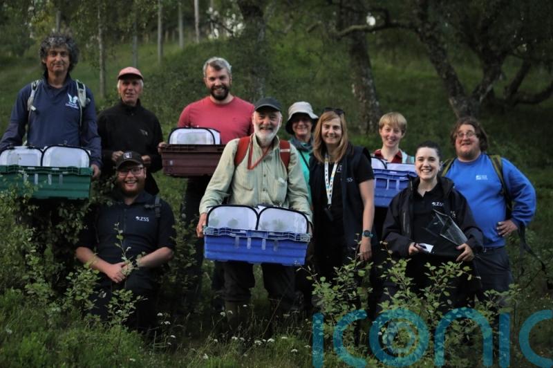 Rare moths released in Cairngorms to help threatened population