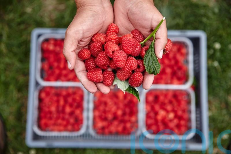 ‘Bumper’ raspberry season arrives after June heat delayed ripening