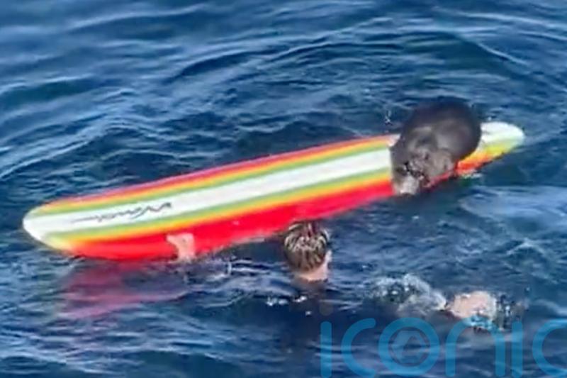 Wildlife officials search for sea otter harassing surfers in California