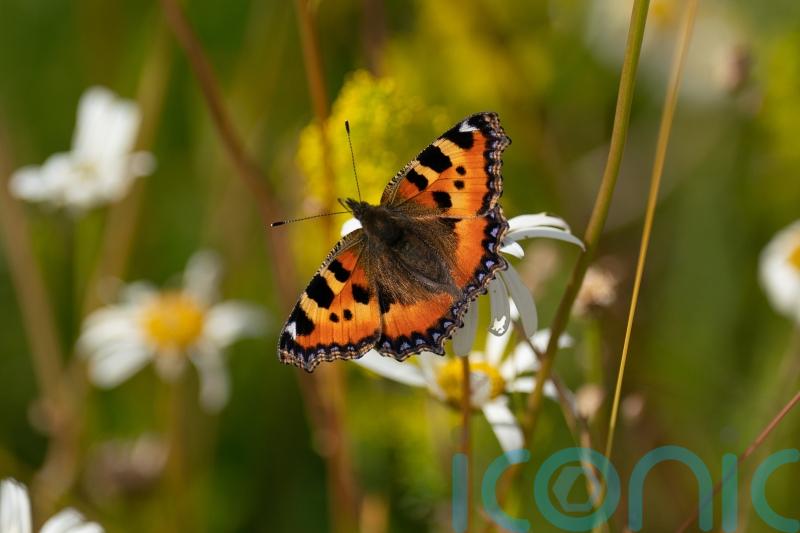 Scientists seek help to study effect of extreme weather on butterflies