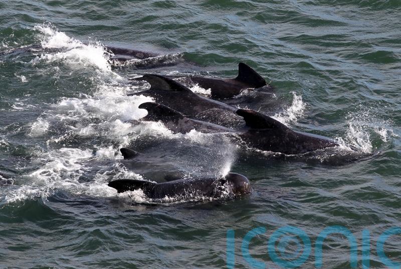 More than 40 pilot whales dead after mass stranding on Scottish beach