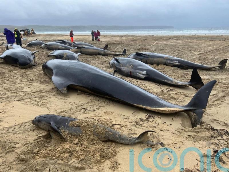 Pod of more than 50 pilot whales dies after mass stranding