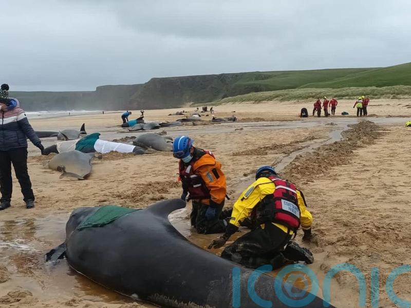 Mass pilot whale stranding on Isle of Lewis is ‘biggest one ever in Scotland’