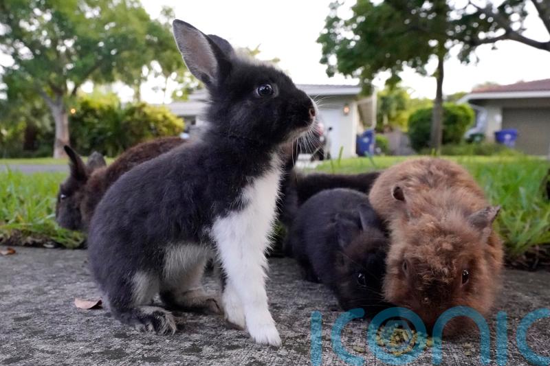 Rabbit invasion catches Florida suburb on the hop