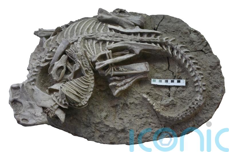 Mammal and dinosaur found ‘locked in mortal combat’ from 125m years ago