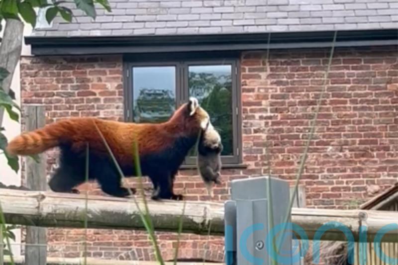UK safari park provides first glimpse of its first-ever red panda cub