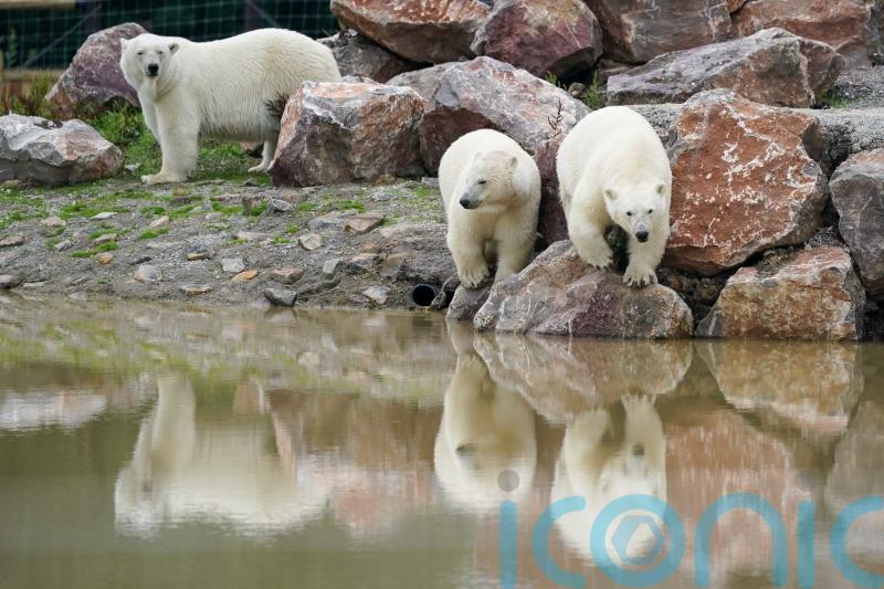 Polar bears’ personalities start to show after move to Staffordshire park