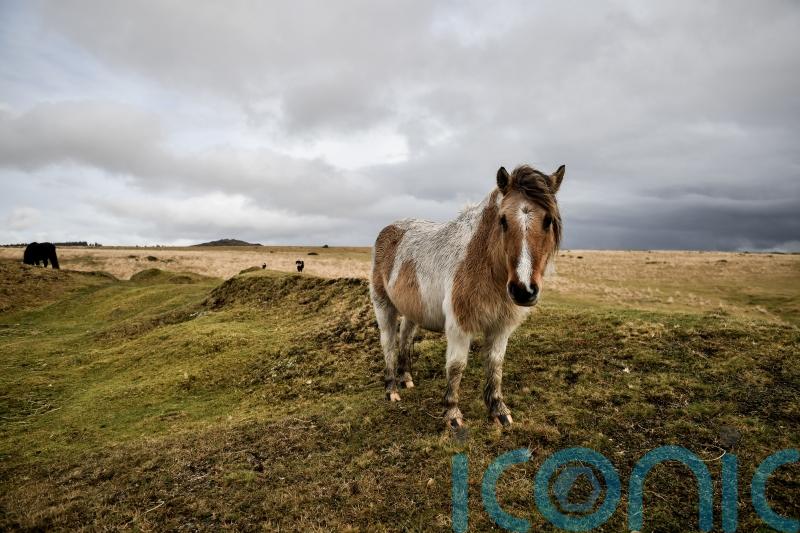 Court of Appeal hears challenge over right to wild camp on Dartmoor