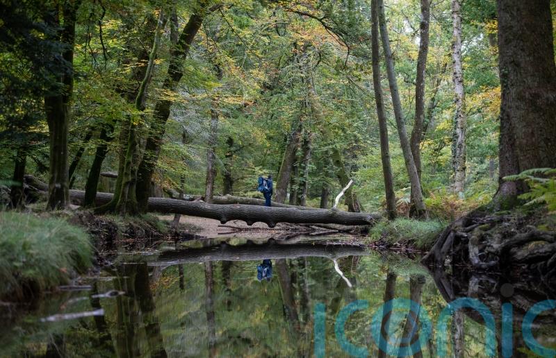 Government planting less than half its target of trees, say MPs