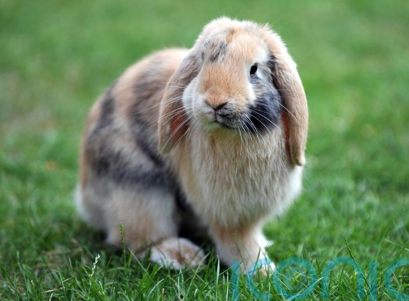 Fifth of pet rabbits in UK have painful or debilitating ear disease – research