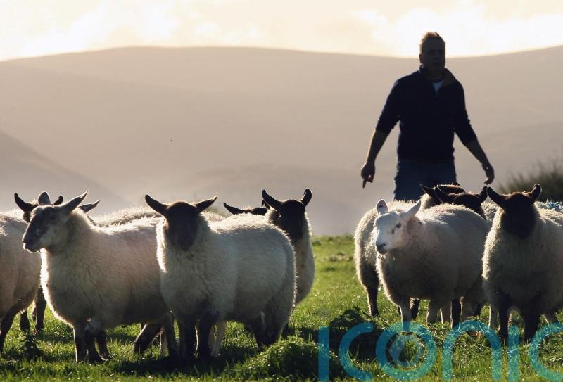 Post Brexit trade deals could see Scots farm incomes drop and job losses – study