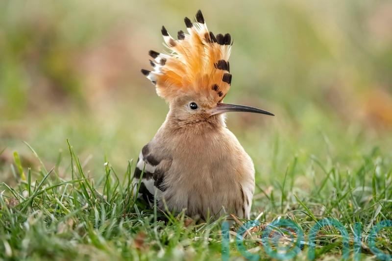 5 unusual birds you may spot in your garden in summer and beyond