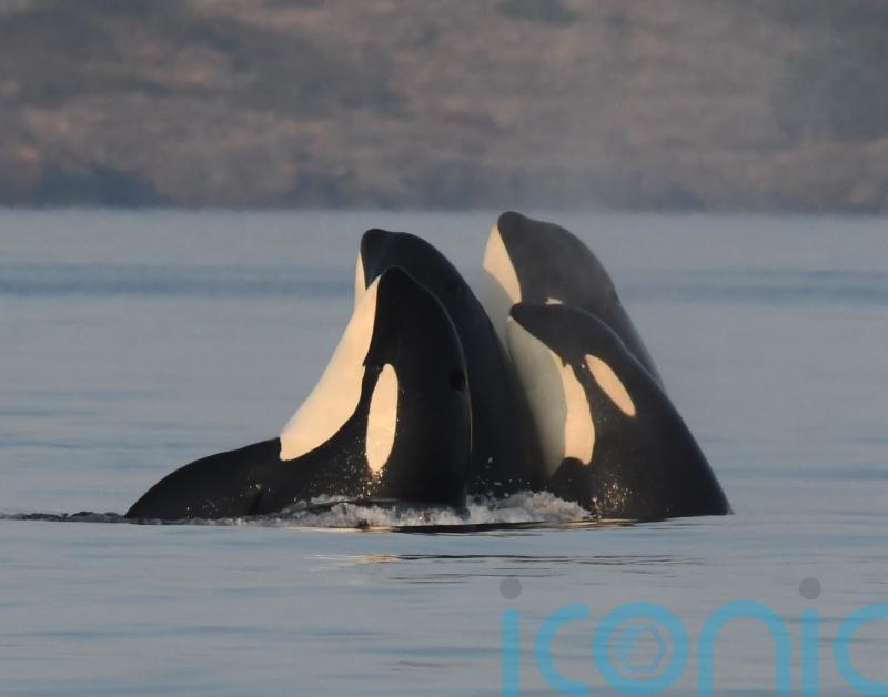 Male killer whales protected by post-menopausal mothers, study suggests
