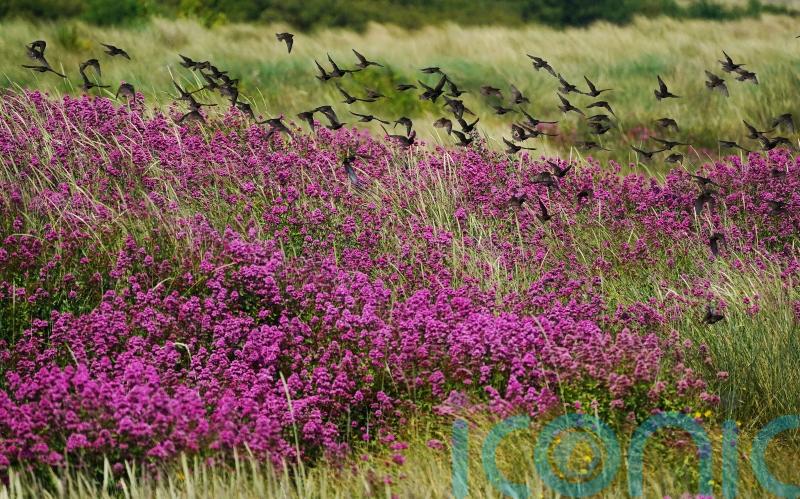 Government ‘clearly not on course’ to meet 2030 nature target in England – peers