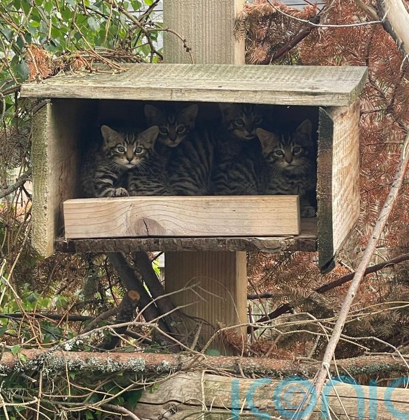 Eleven endangered Scottish wildcat kittens born at conservation centre