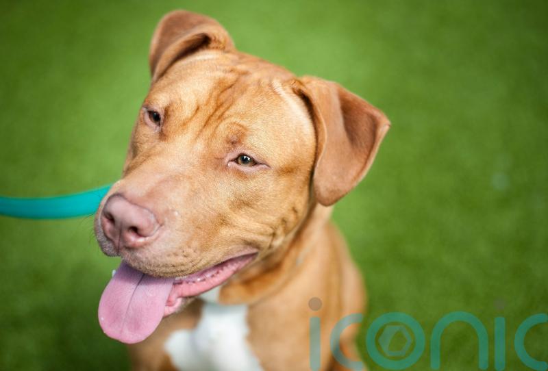 Children may learn to identify dog aggression with age and experience – study