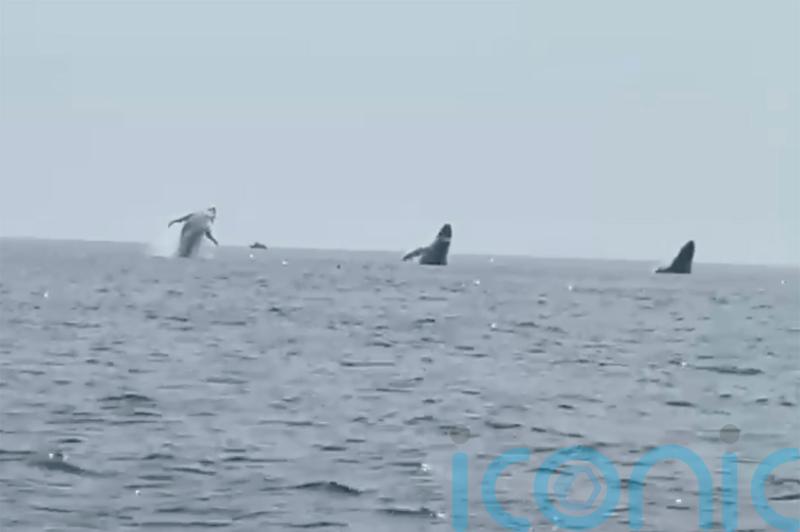 ‘Whale ballet’ provides birthday thrill for father-of-three