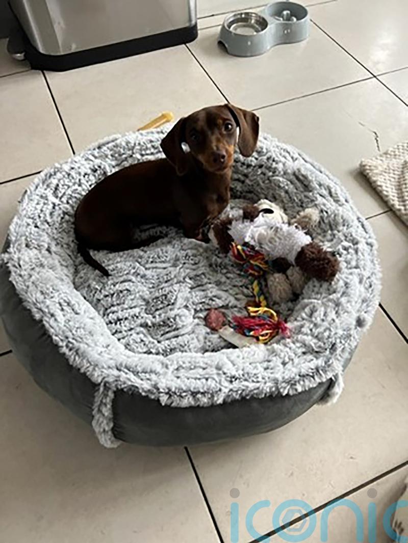 Twiglet the stolen dachshund reunited with happy owner