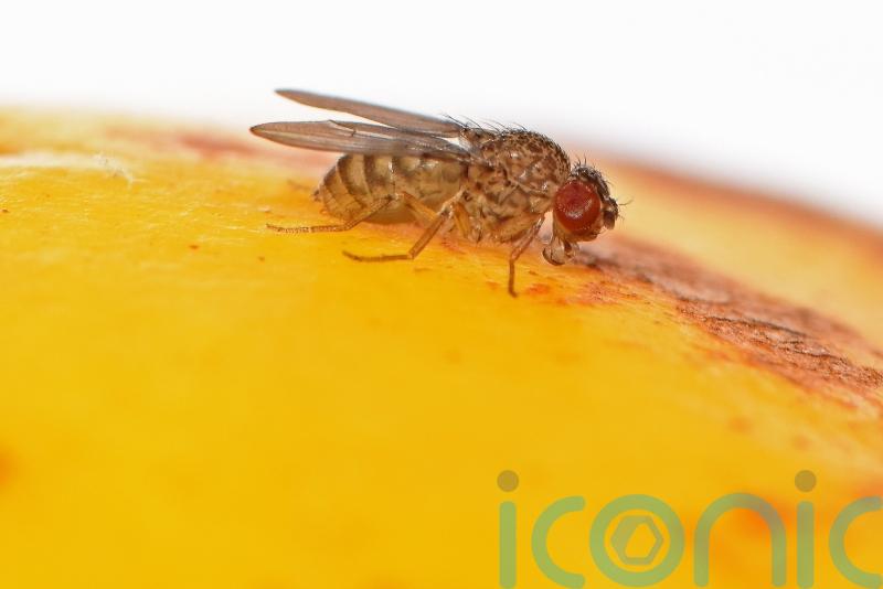 Scientists engineer ‘virgin birth’ in fruit flies after finding genetic cause