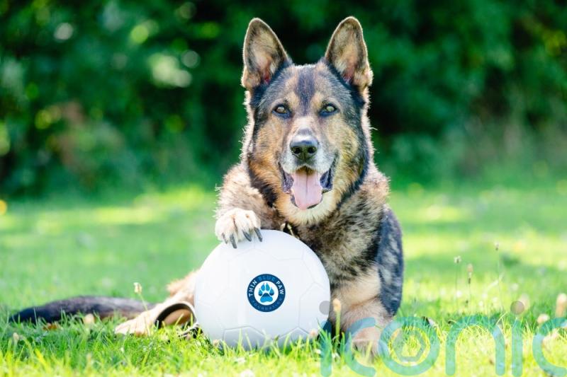 Tributes paid as ex-police dog who was stabbed protecting his handler dies at 14