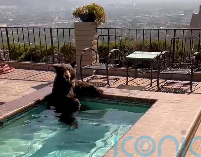 Bear spotted in Southern California Jacuzzi during heatwave