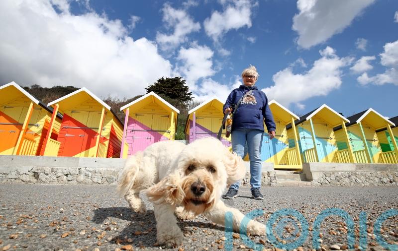 Goldendoodles the UK’s most popular dog, figures suggest