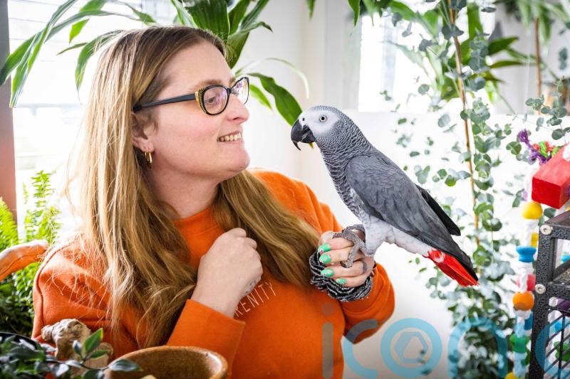 Lottery winner creates haven for TV-loving African grey parrots