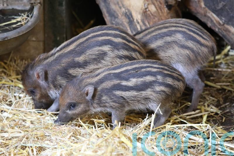 Endangered piglets born at Edinburgh Zoo