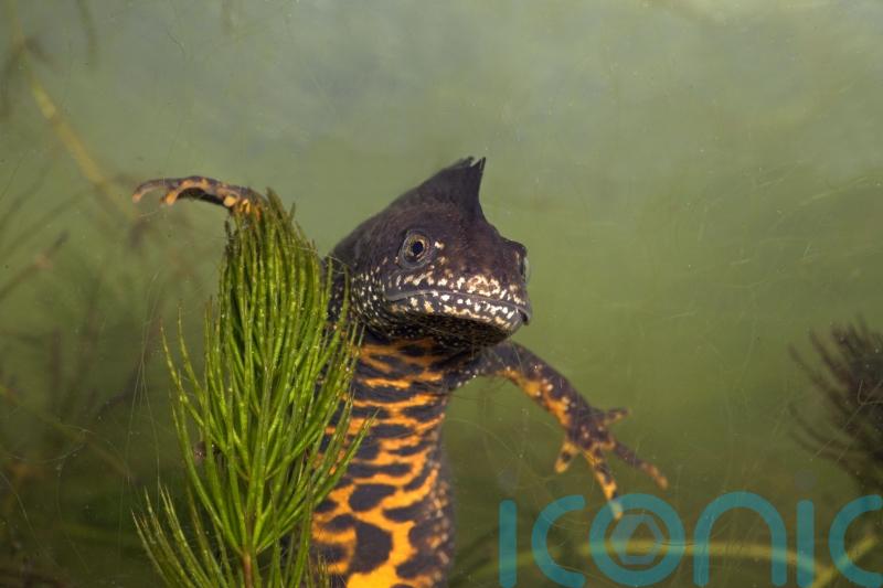 Boris Johnson’s plan to build swimming pool could be scuppered by newts