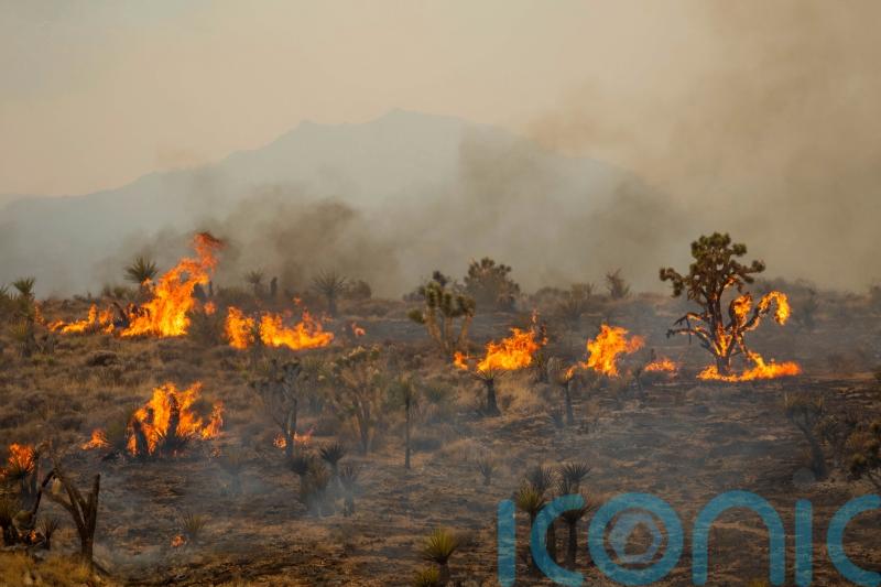 California firefighters partially contain massive wildfire in Mojave Desert