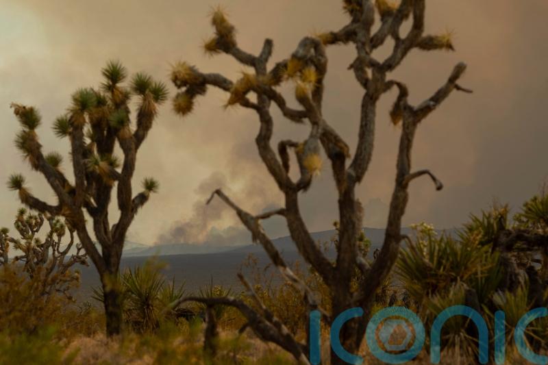 Progress made against California wildfires but flames may burn Joshua trees