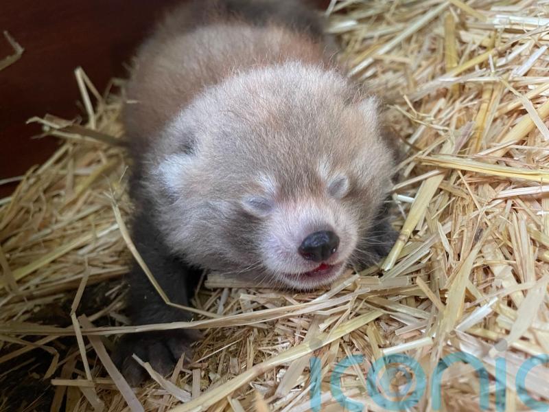 Birth of twin red panda cubs at Whipsnade Zoo offers hope for endangered species