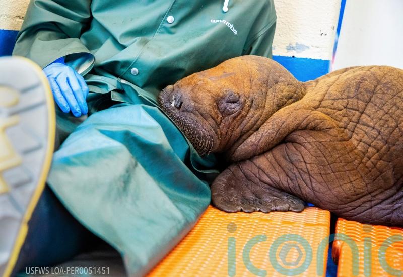 Vets prescribe round-the-clock ‘cuddling’ for orphan walrus calf