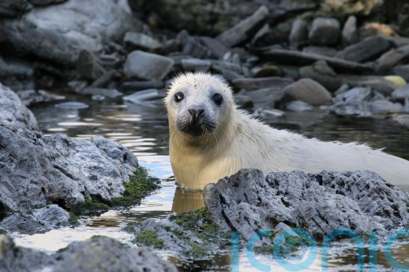 Volunteers wanted to live on remote island and count seals for annual survey