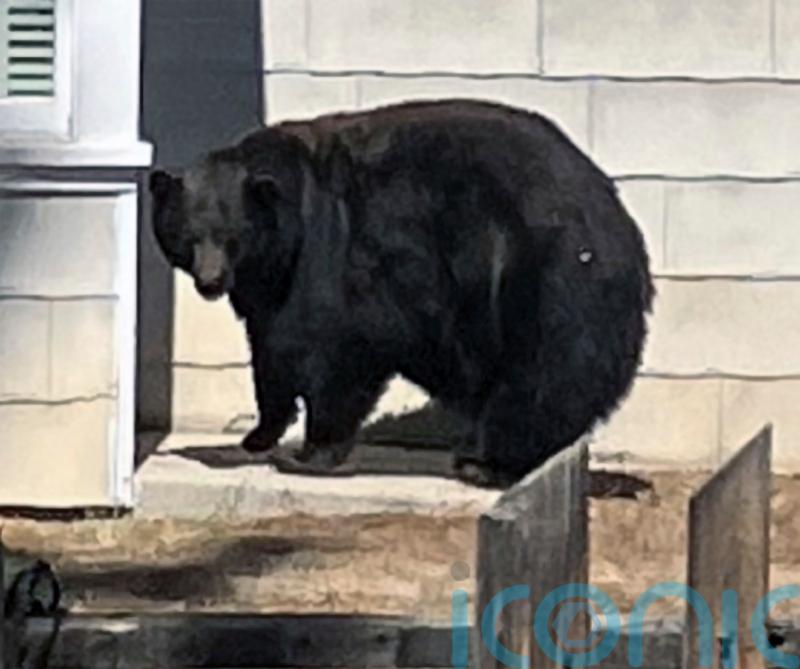 US authorities capture suspects in string of burglaries – a bear and her cubs