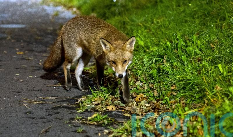 Urban foxes ‘bolder but not cleverer’ than rural cousins, study suggests