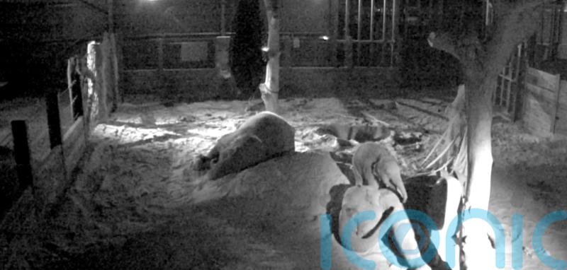 Zoo’s night-vision footage of Asian elephants ‘vital to protect species in wild’