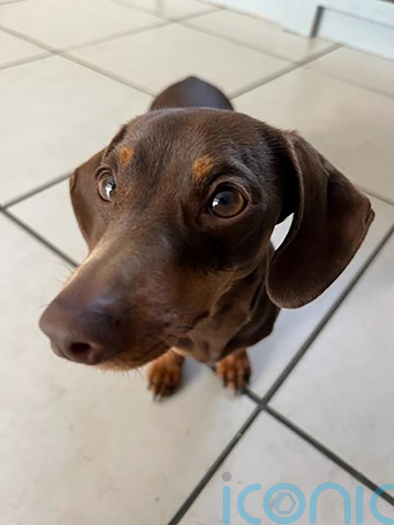Man arrested on suspicion of burglary after dachshund Twiglet taken from home