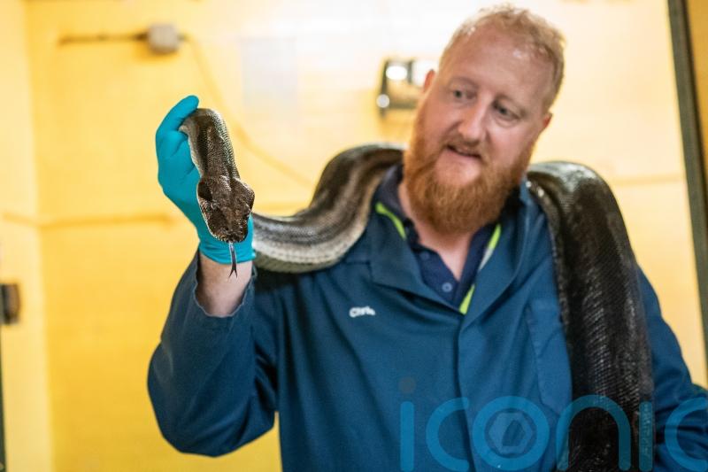 Snakes, frogs and starfish among animals which pass through Heathrow Airport