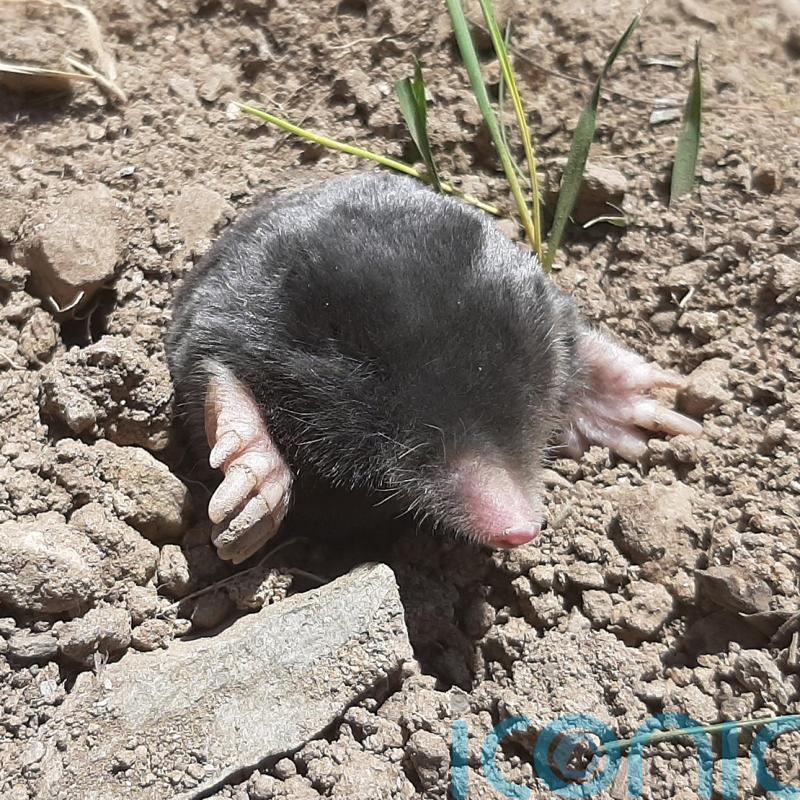 Two new kinds of mole discovered in mountains of Turkey
