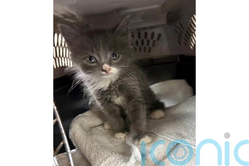 Cat’s out of the bag: Kitten turns up in a stolen car in Connecticut