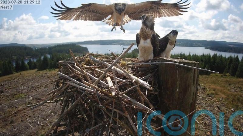 Stunning pictures show osprey’s first flight from forest nest