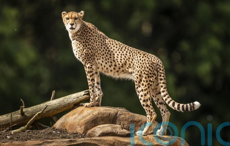 Endangered cheetahs arrive at Yorkshire Wildlife Park