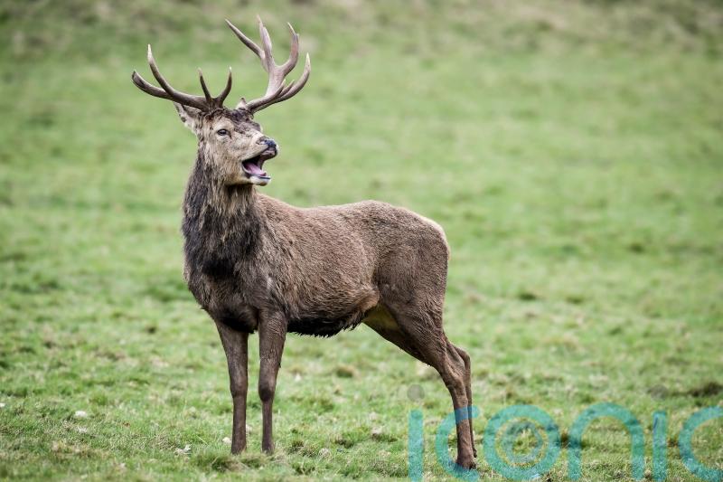 Ending closed deer seasons could allow ‘indiscriminate killing’, MSP warns