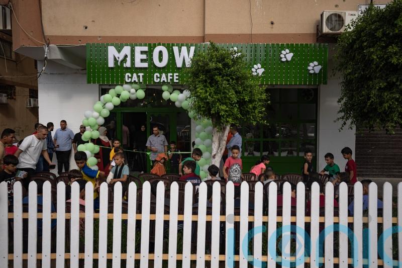 Gaza Strip gets its first cat cafe