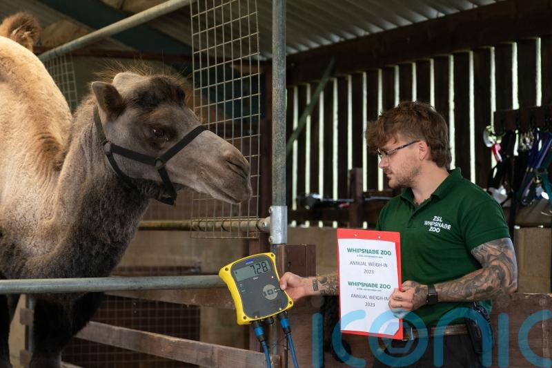 11,000 animals ‘lured’ on to scales at Bedfordshire zoo for annual weigh-in