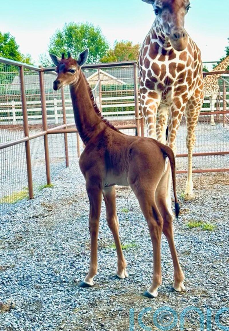 Rare spotless giraffe with no coat pattern born at US zoo
