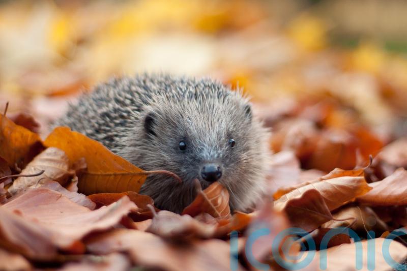 £6 million rewilding fund to help UK’s threatened species
